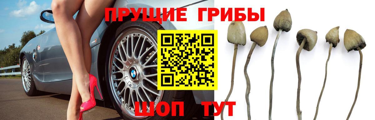 хочу   Вход с VPN  Надым  Галлюциногенные грибы Magic Shrooms 